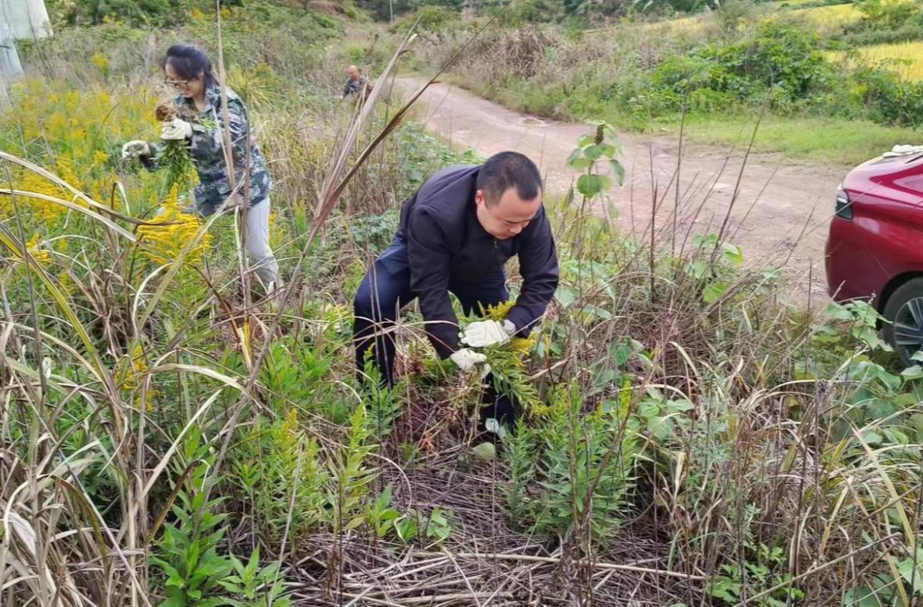 新店坪镇：大力清除“一枝黄花” 构筑生态安全屏障