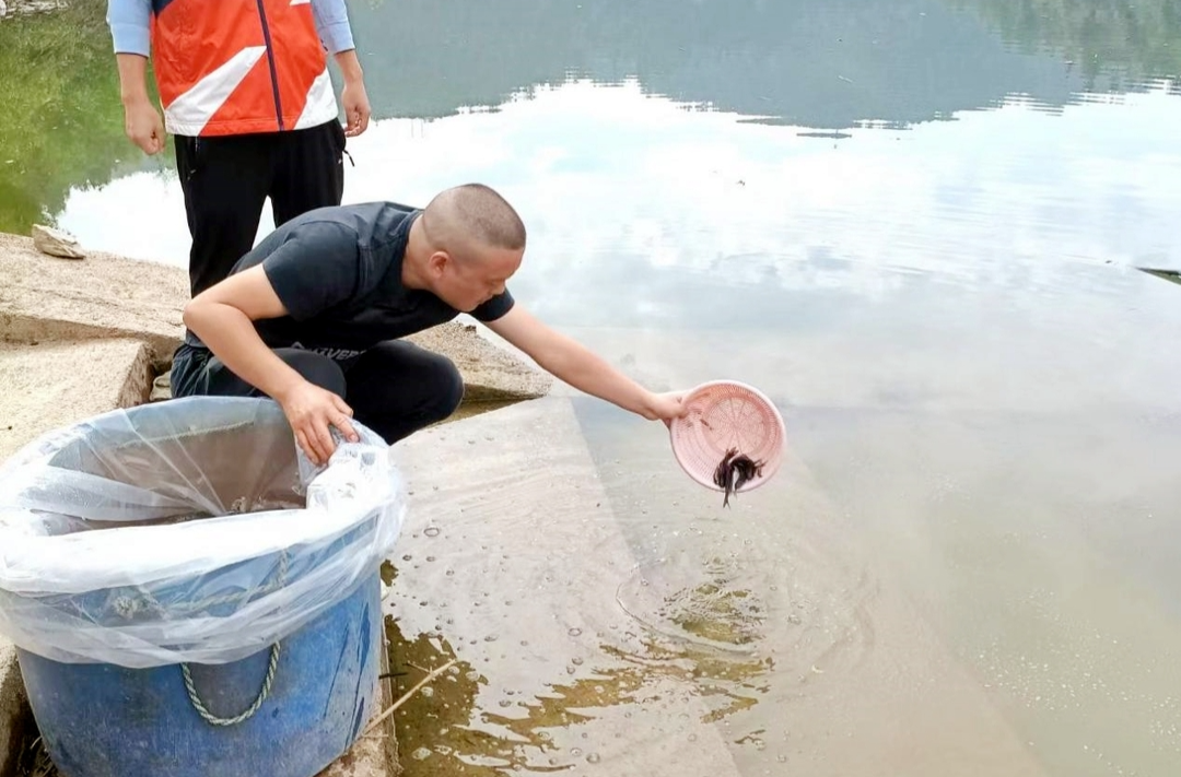 芷江开展珍稀水生物种湘华鲮增殖放流活动