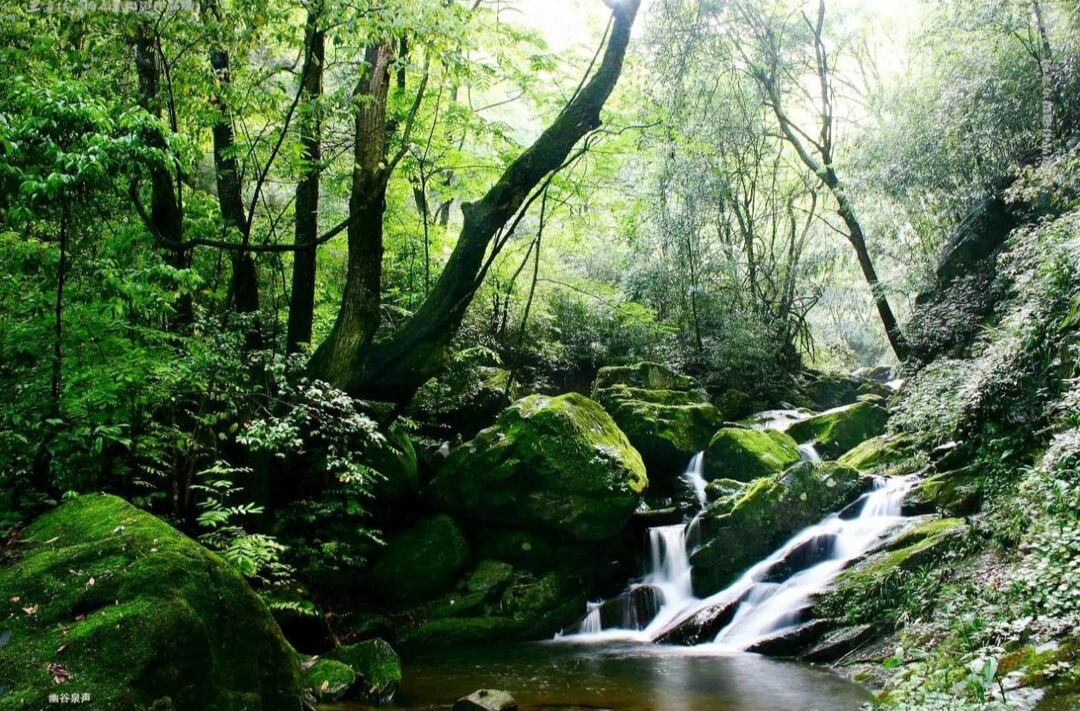 芷江五郎溪国有林场获评2023年度全国“十佳林场”：以“生态优先”为基础 重保护 促发展