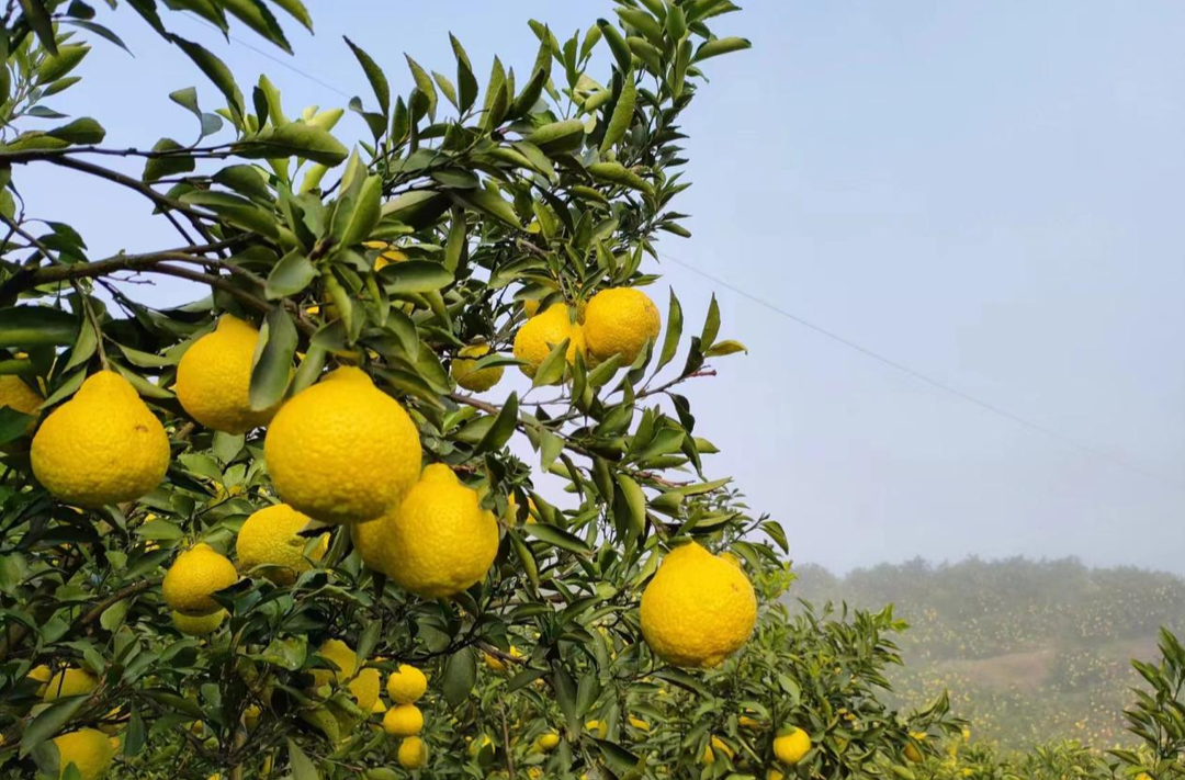 芷江镇王公坡村：柑橘丰收助力乡村振兴