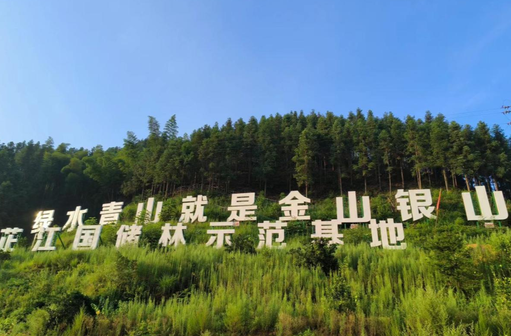 芷江：积极开展国家储备林建设  加快林业生态产品价值实现