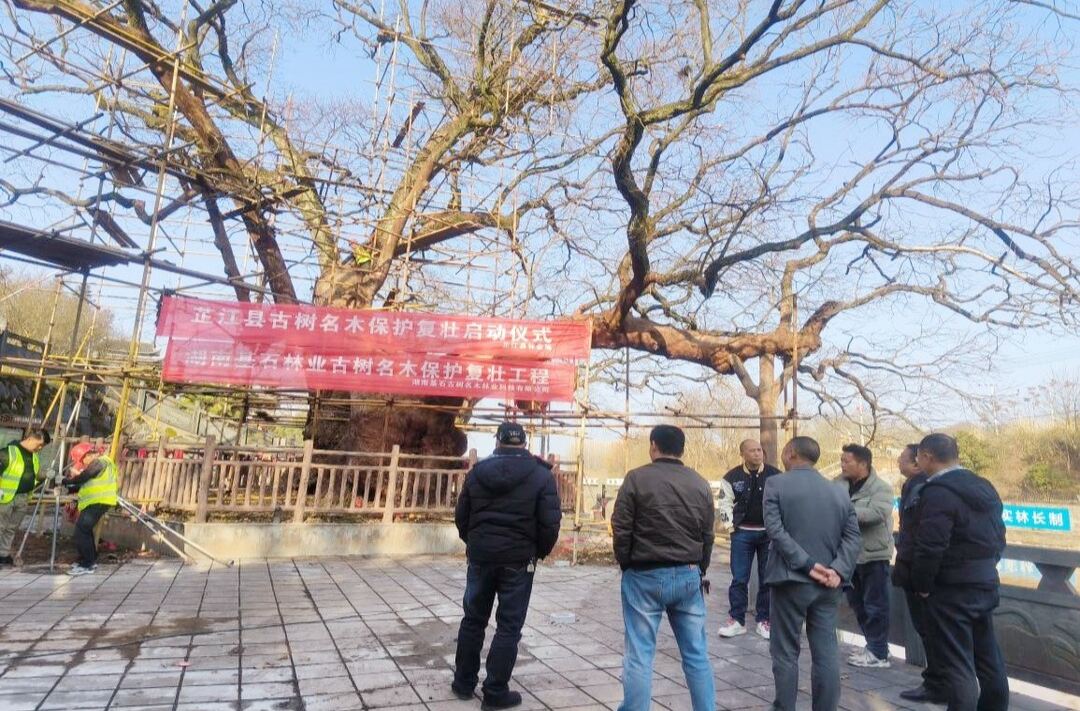 芷江：开展古树名木复壮 守护延续“绿色文脉”