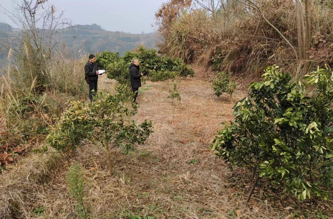 周末不打烊！罗卜田乡全力以赴推进耕地流出恢复整改工作