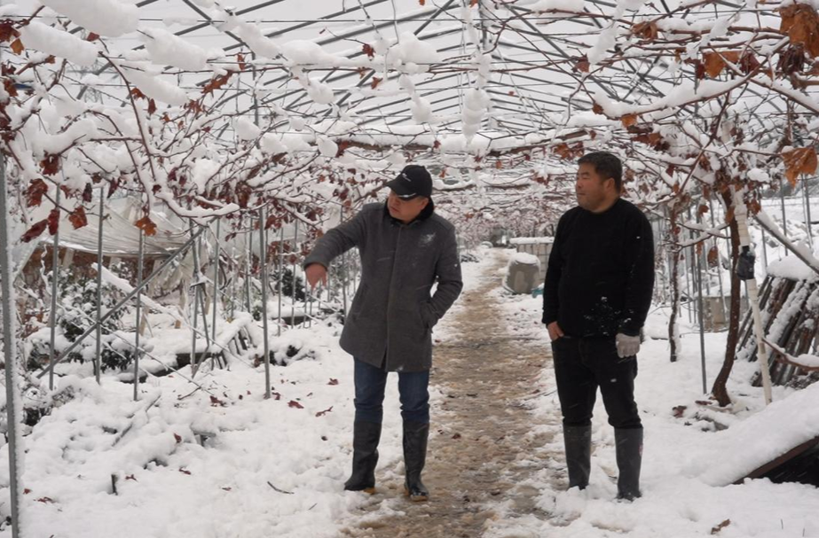 县农业农村局：深入田间地头施“良方” 应对低温雨雪天气