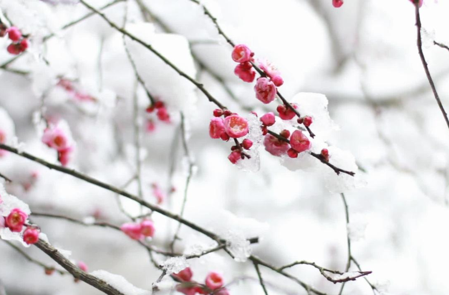 大美芷江｜寒梅迎雪绽放  梅园邀您共享美的“盛宴”