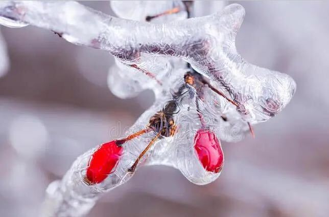 气象报告｜春运气象专题预报