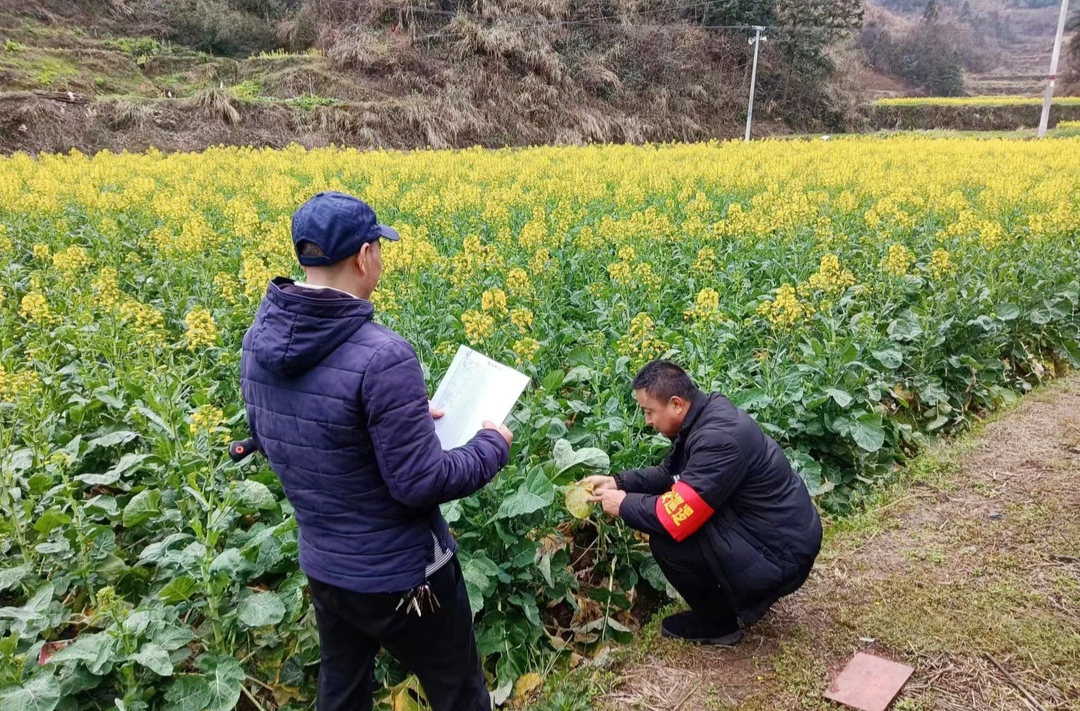 罗卜田开展油菜花期病虫害统防统治 抓好春季田间管理