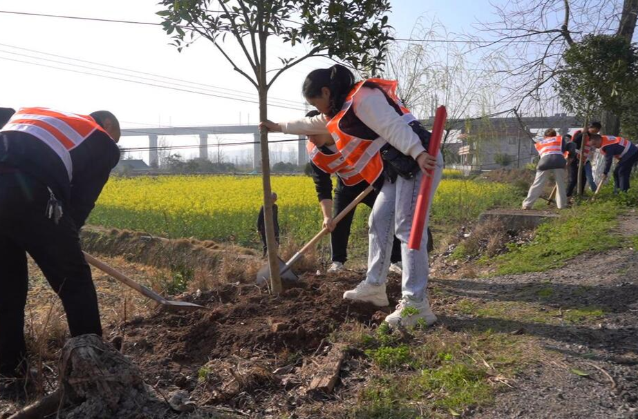 芷江公路建设养护中心开展义务植树活动