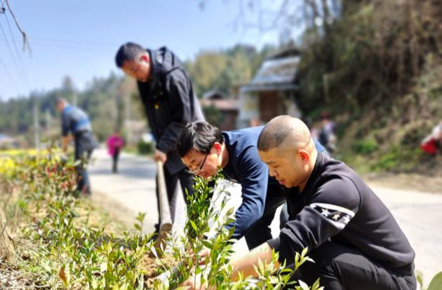 芷江民政局开展义务植树活动，为乡村振兴助力