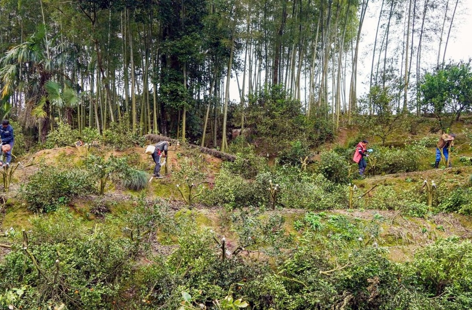 芷江黄栗坳村：抢抓好春光 柑橘品改忙