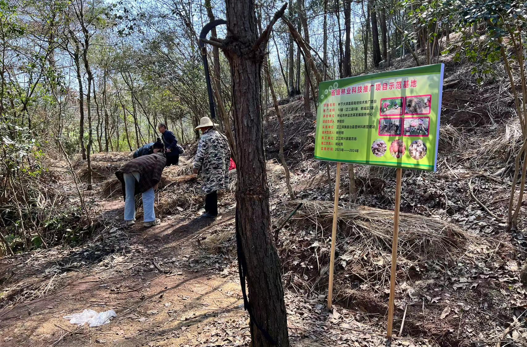 芷江林业局：发展林下经济  推动乡村振兴