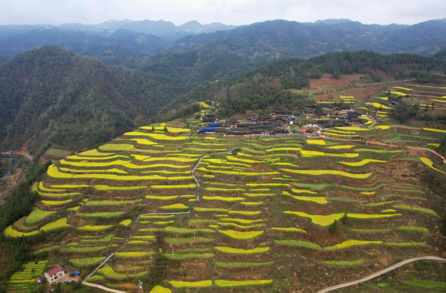 芷江黄畲侗寨：百亩梯田带火乡村旅游