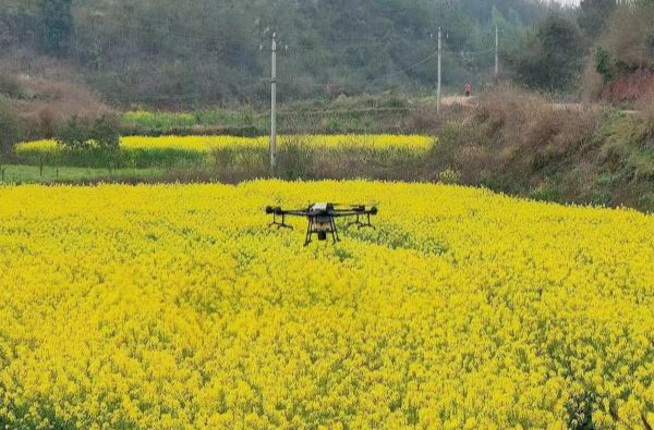 芷江：加强病虫综合防控，确保油菜丰产增收