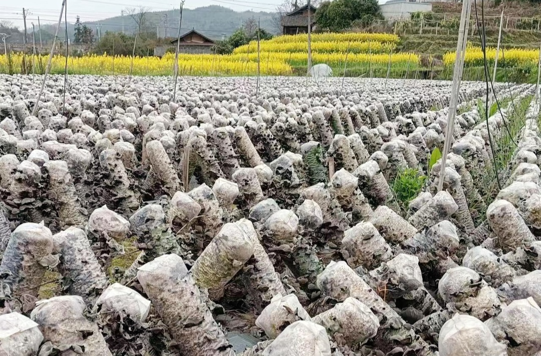 芷江镇：土地轮作收益好  让冬闲田变增收田