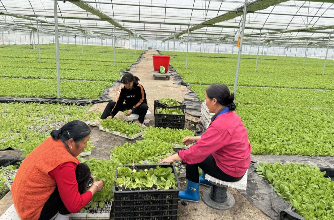 芷江镇：万象“耕”新不负春，种植烤烟正当时