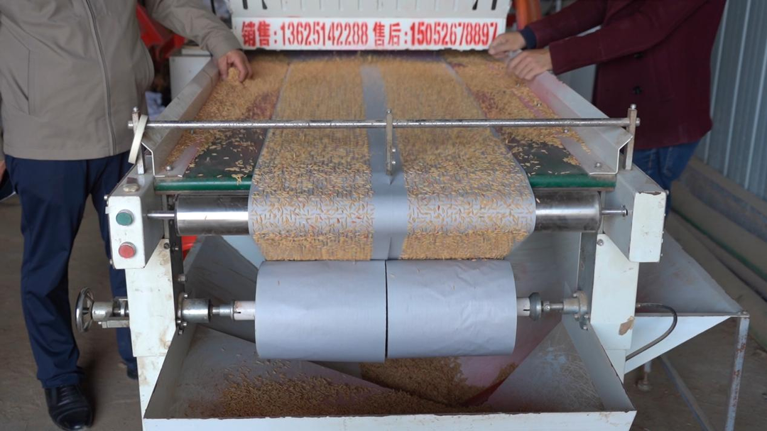 芷江推行种子精量印刷播种技术 科技助力农业现代化