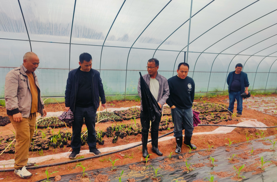 怀化市农科院到芷江庆湾村进行技术指导