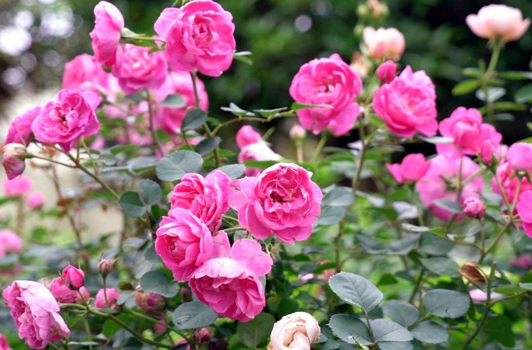 芷江桃花岛：繁花盛开美如画