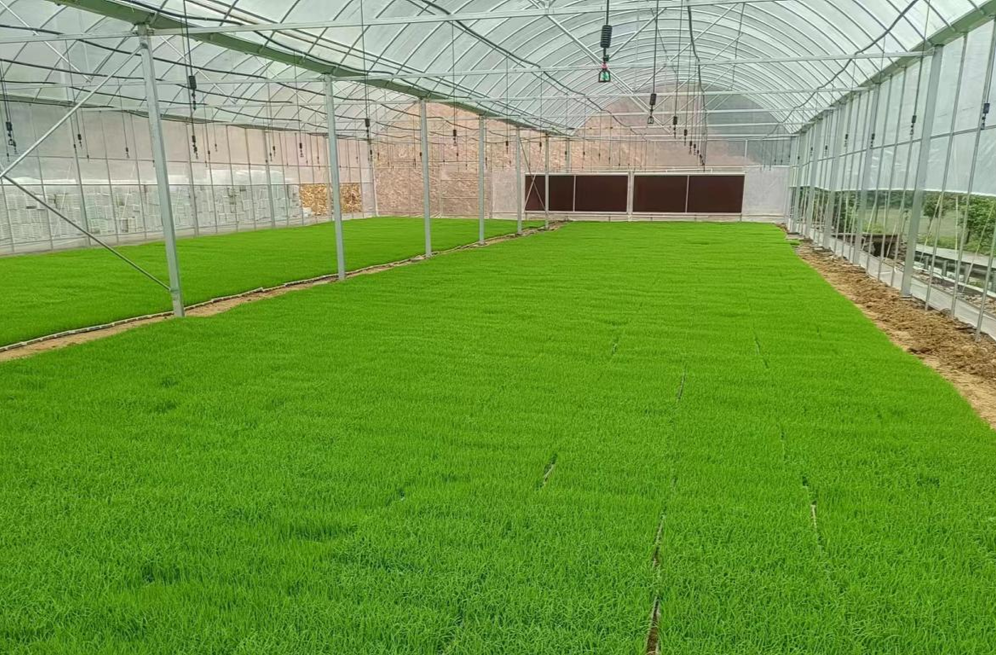 ​碧涌镇：推行集中育秧 守牢粮食安全