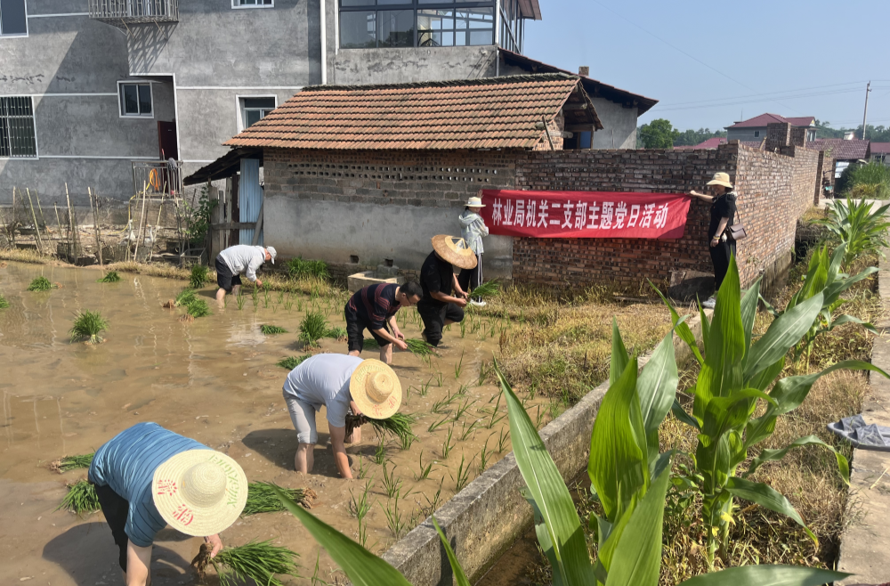 芷江林业局开展“插秧助农忙”主题党日活动