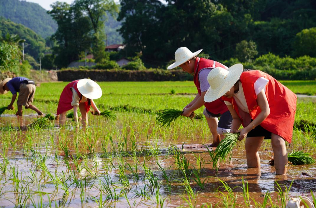 当“青年红”遇到“田野绿”——芷江选调生走进公坪镇通溪村开展“田间课堂”