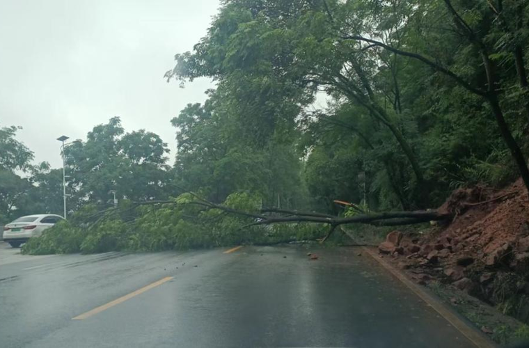 暴雨致行道树倒伏  芷江公路养护人员及时清理保畅通