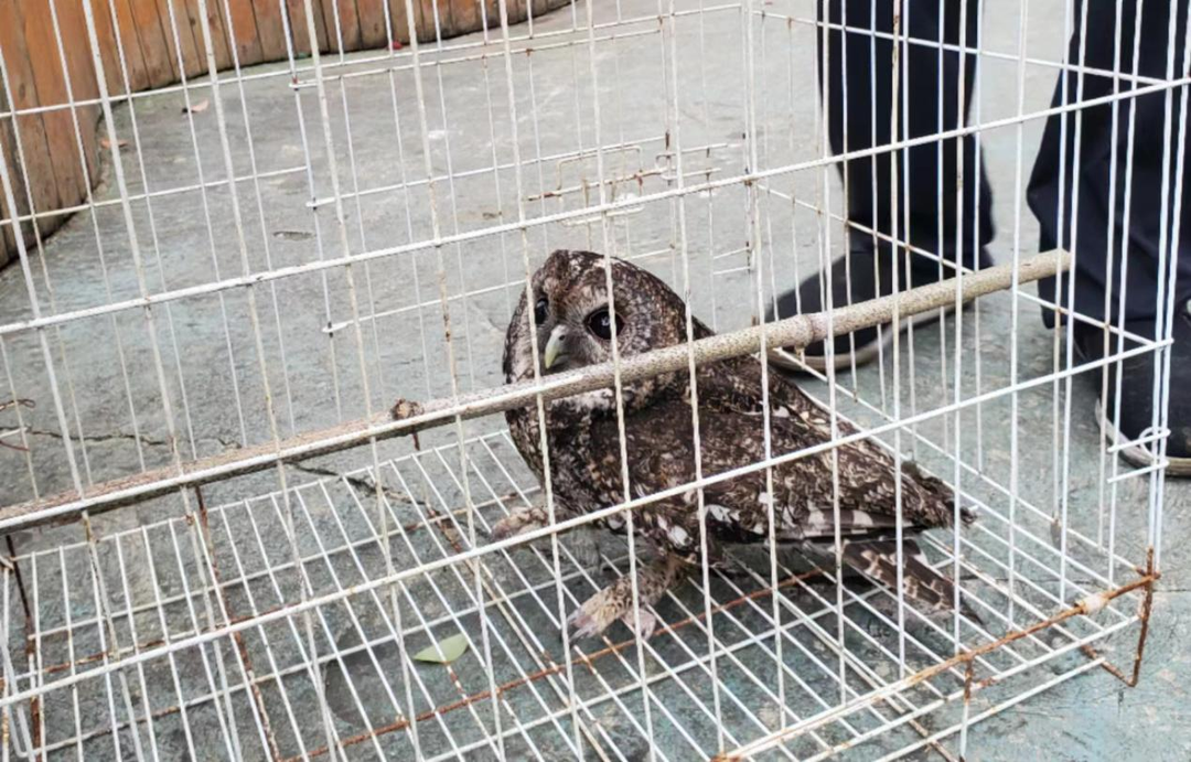 芷江林业局：积极救助野生动物 携手共筑和谐生态