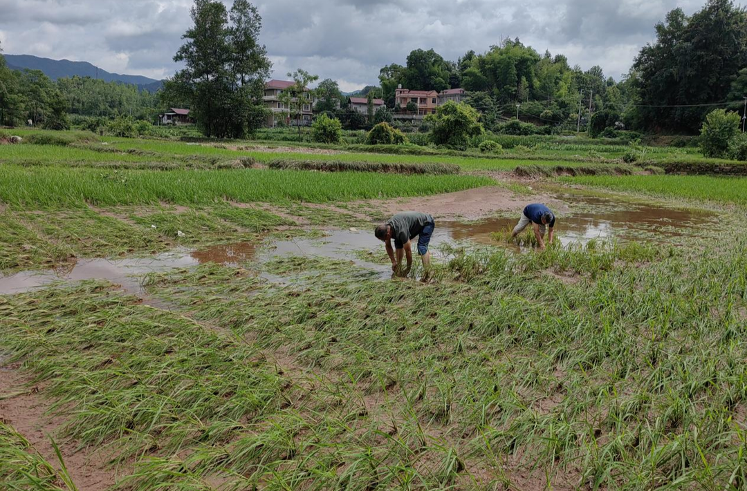 芷江农业农村局全力以赴做好灾后复产工作