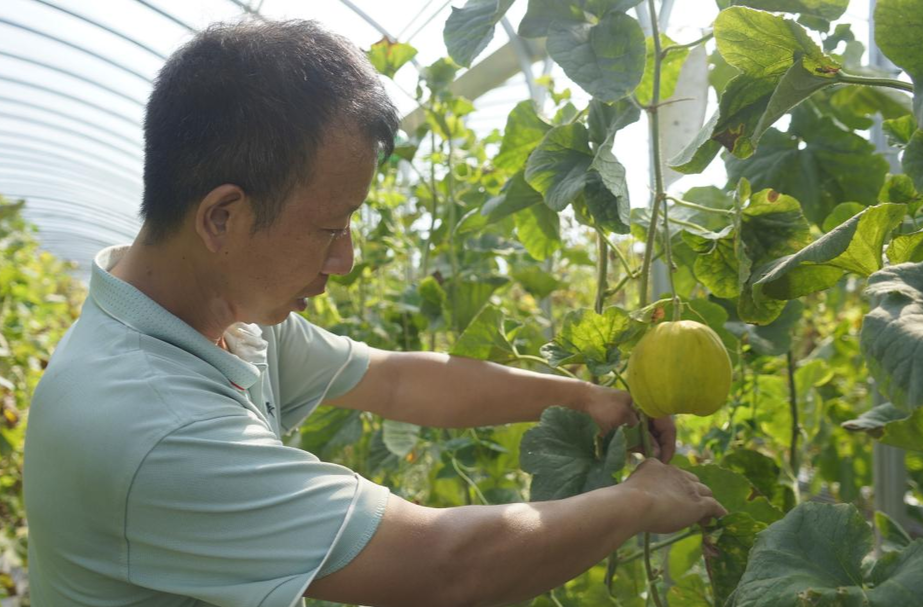 芷江镇小溪村：无土栽培助力香瓜丰收