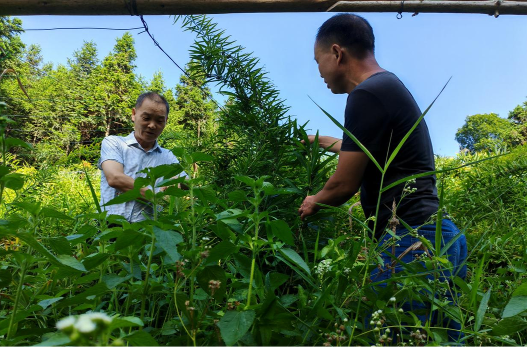 芷江：“林长+四员”林业更辉煌