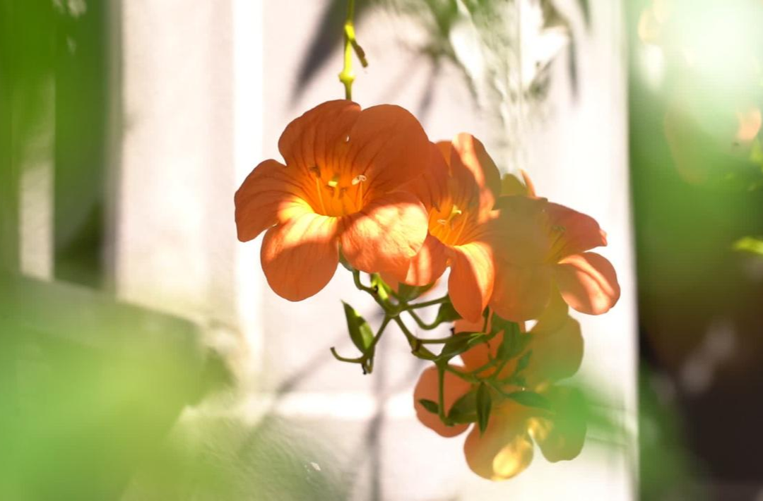 凌霄花绚烂绽放 扮靓城市角落