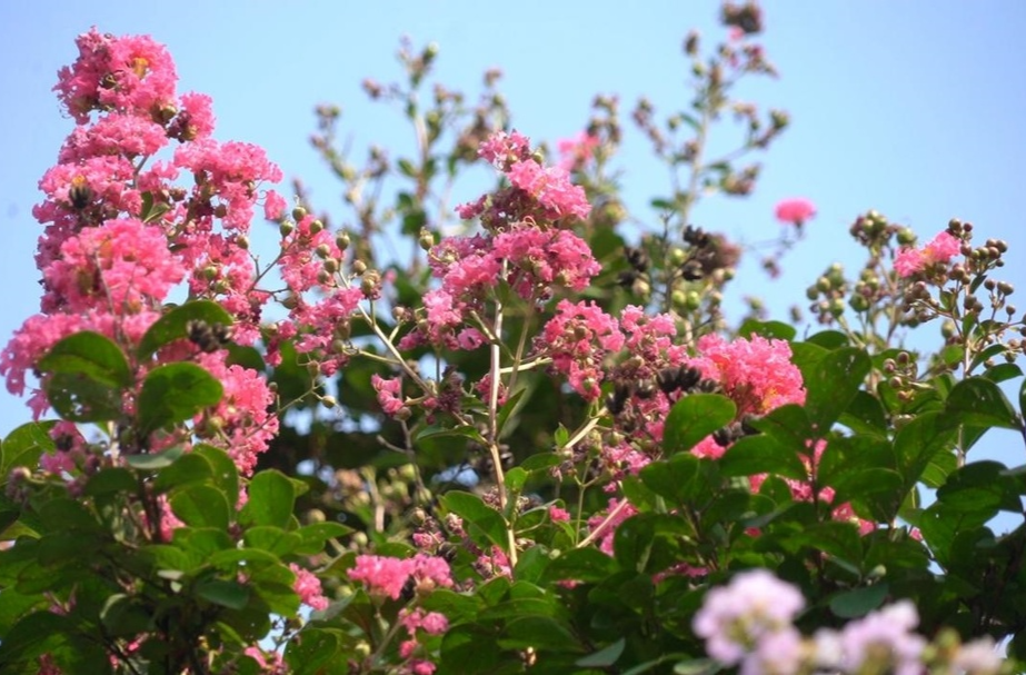 芷江：紫薇花开 美不胜收