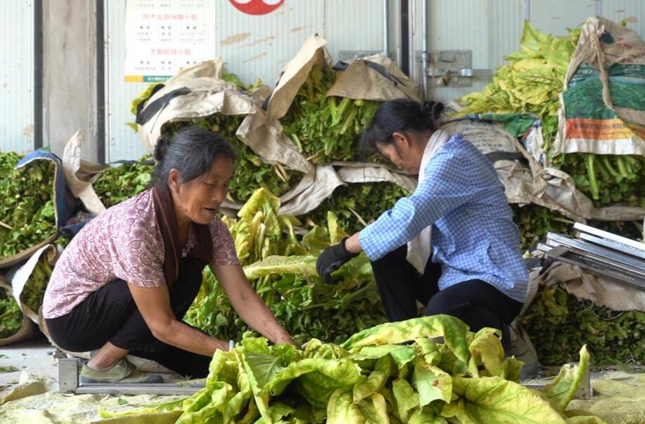 碧涌：烤烟丰收正当时 烟农喜迎“第一炉香”