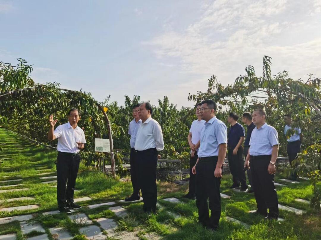 湖南省人大常委会副主任周农一行莅临芷江考察农业产业