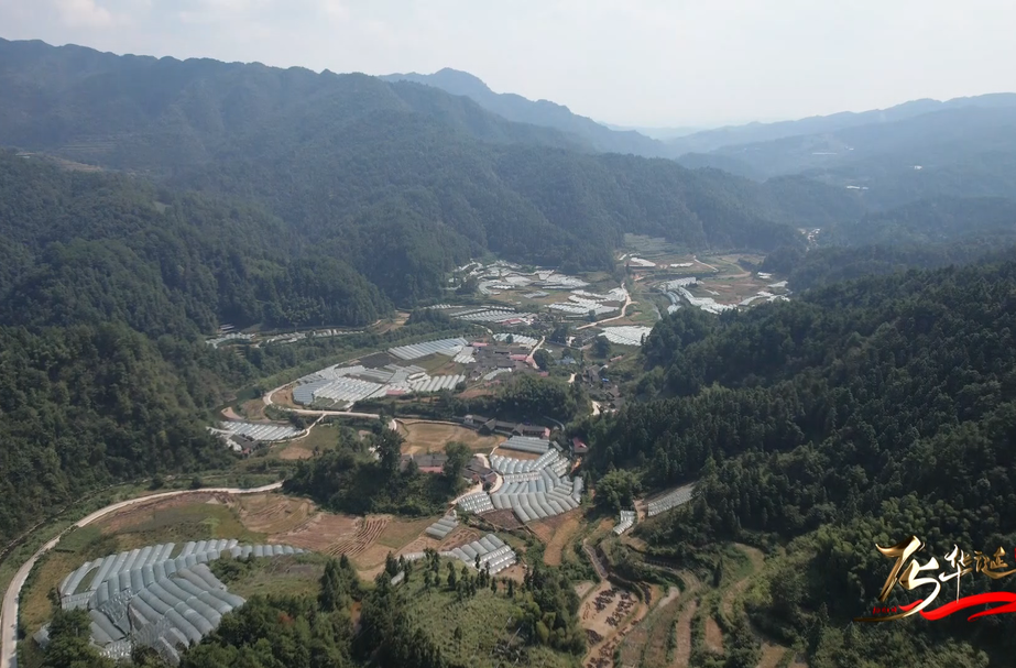 深化改革再出发丨大树坳乡大树坳村：“紫色瑰宝”带来的甜蜜活力
