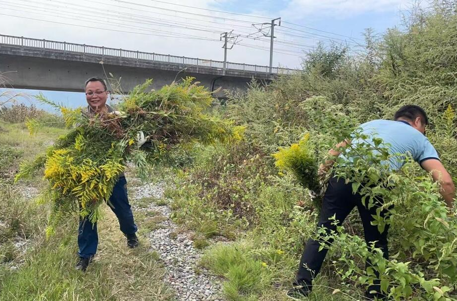 新店坪镇：清除“一枝黄花” 守护生态安全