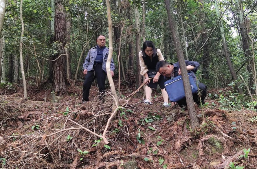 梨溪口乡：林下经济绽放绿色希望，绘就乡村振兴新画卷