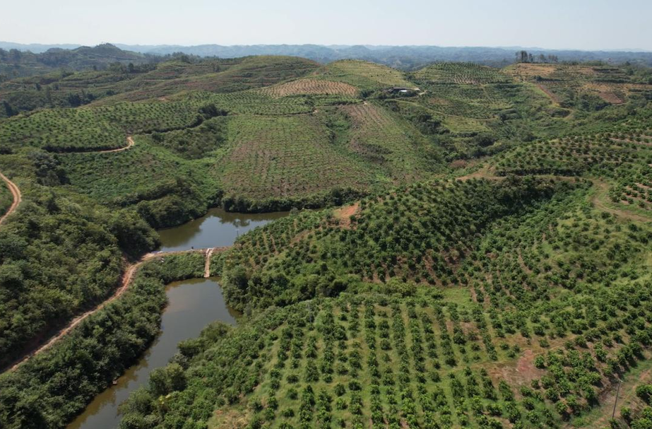 铸牢产业基石 绘就中医药新景｜芷江：“疫木”变废为宝种茯苓 探索生态振兴新路径
