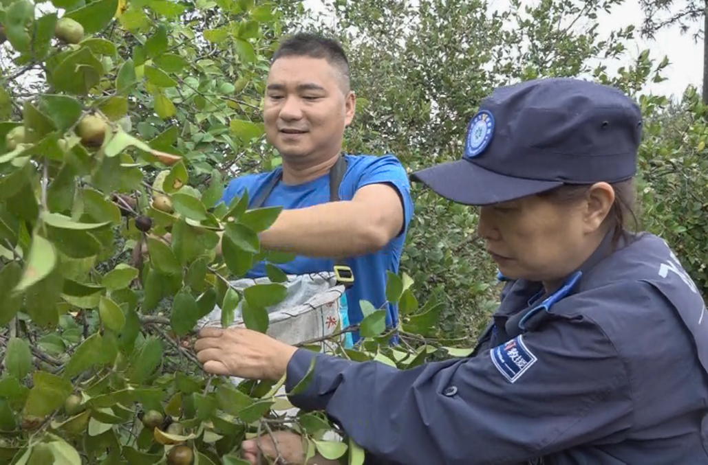 飞虎救援队：义务帮忙采摘油茶 助力农户增收
