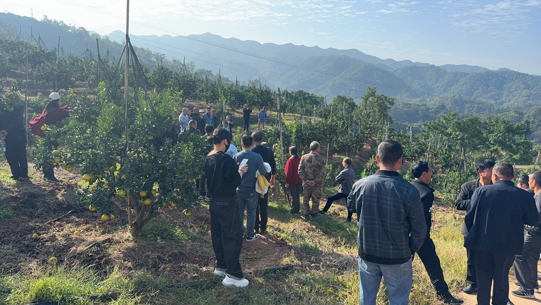阳光1号柑桔产业发展芷江交流会暨技术培训会在罗卜田乡成功举办