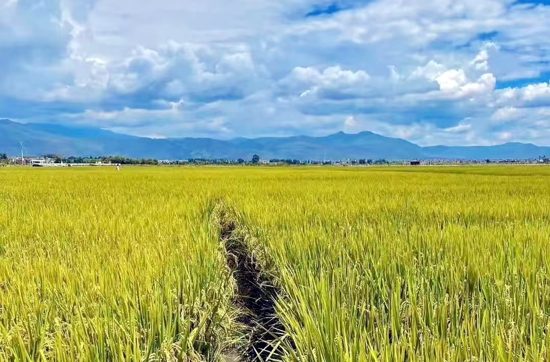 芷江自然资源局：临时用地恢复工作成效显著