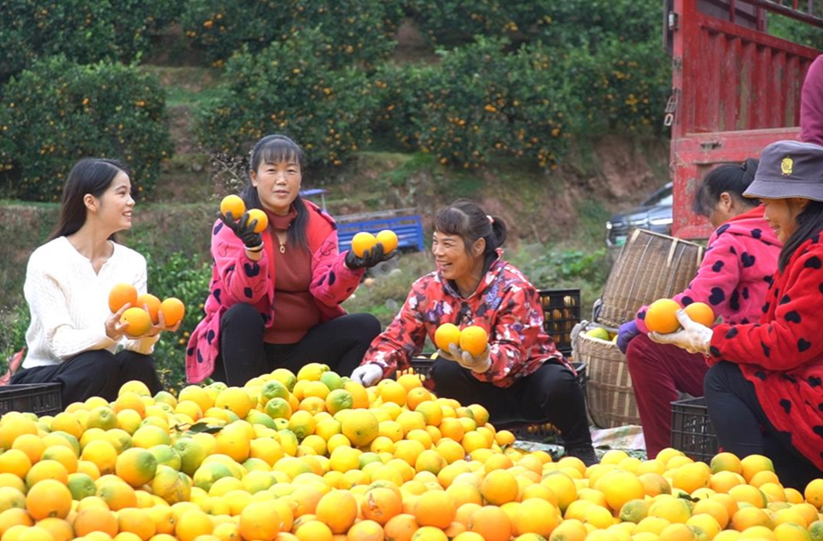 晓坪乡：柑橘飘香迎丰收 铺就群众致富路
