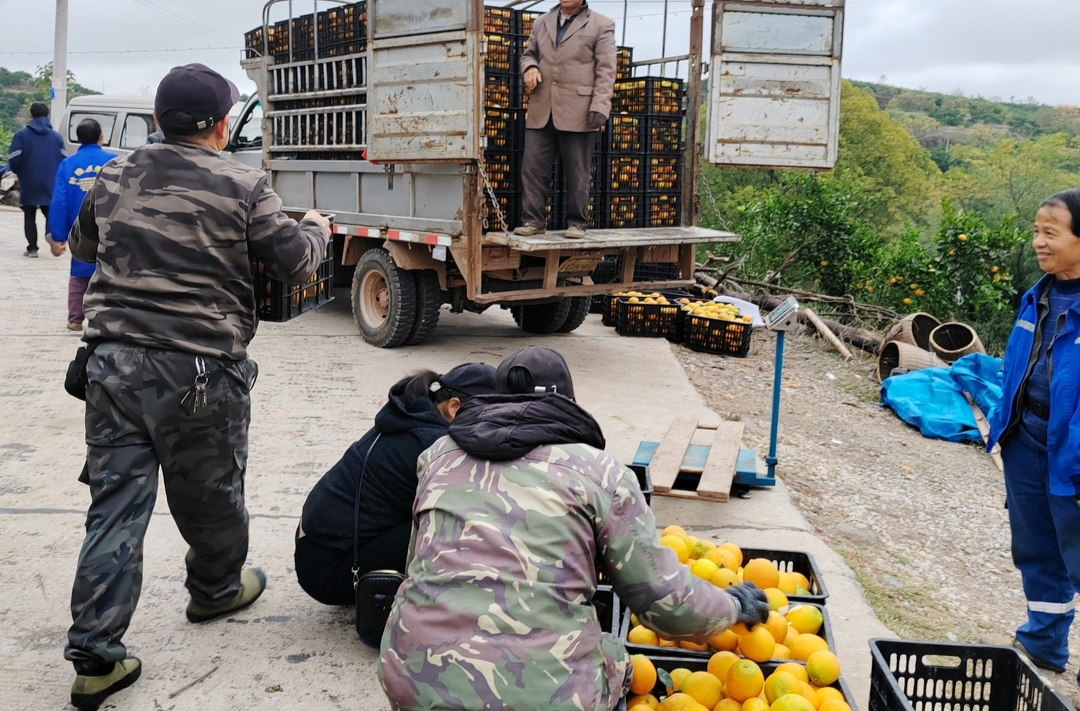 罗卜田乡：翠橘金果兴沃野 橘乡共铺致富路