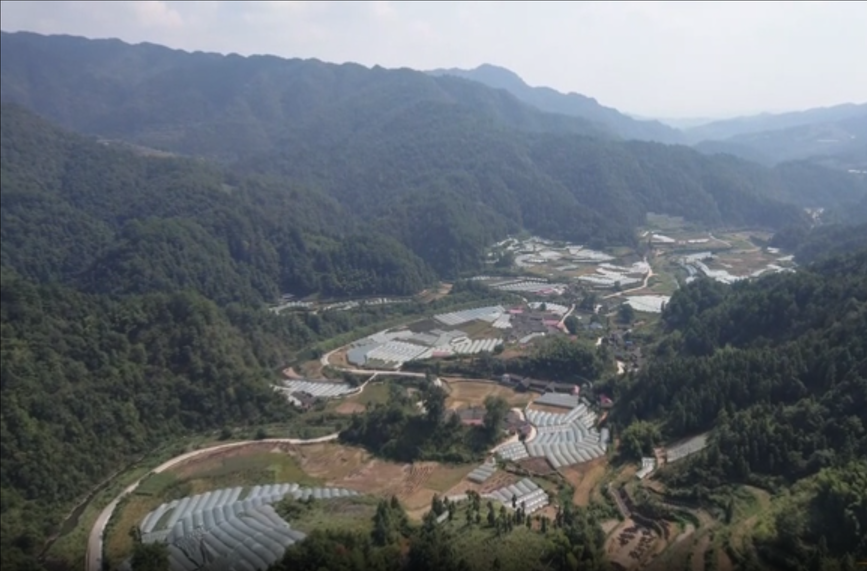 飞跃芷江丨大树坳乡大树坳村：“紫色瑰宝”带来的甜蜜活力