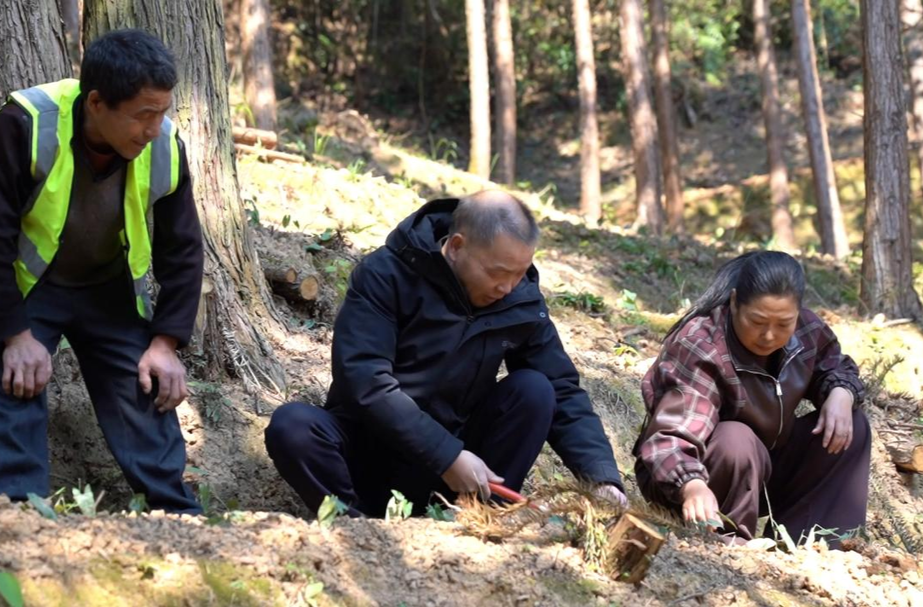 芷江：推广林改项目 让护林变“富林”