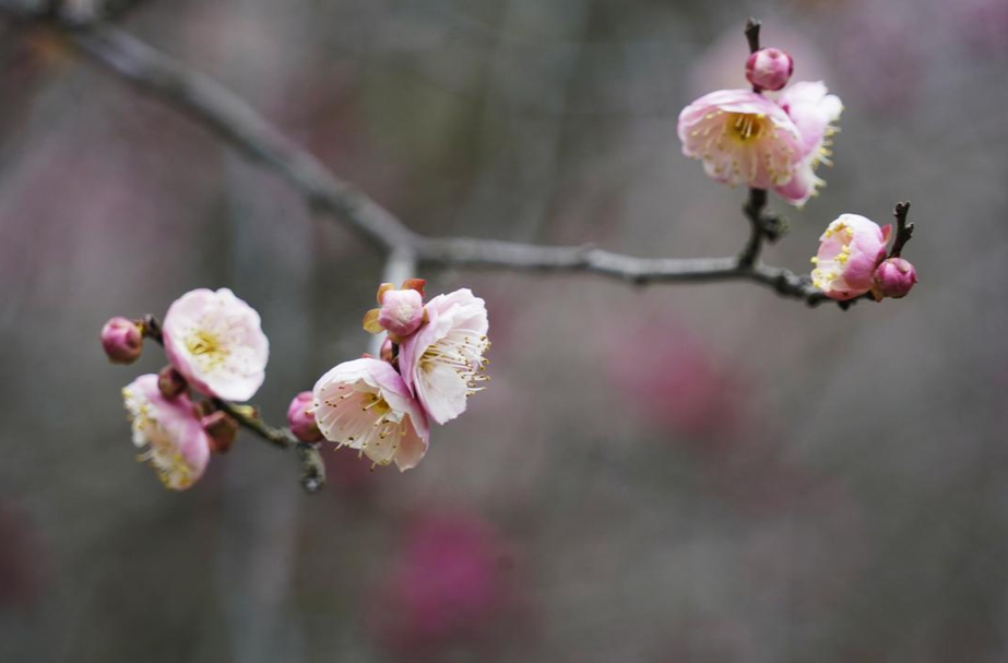 芷江：梅花绽放春意浓