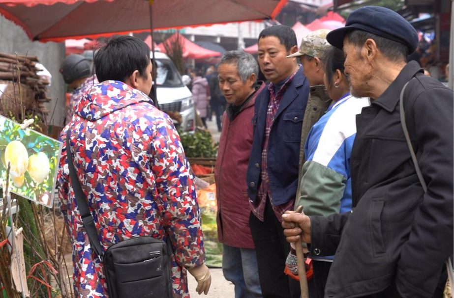 岩桥镇赶集日苗木市场火爆 春耕备耕迎来热潮