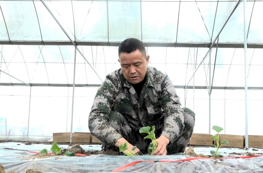 不负好春光 香瓜种植忙