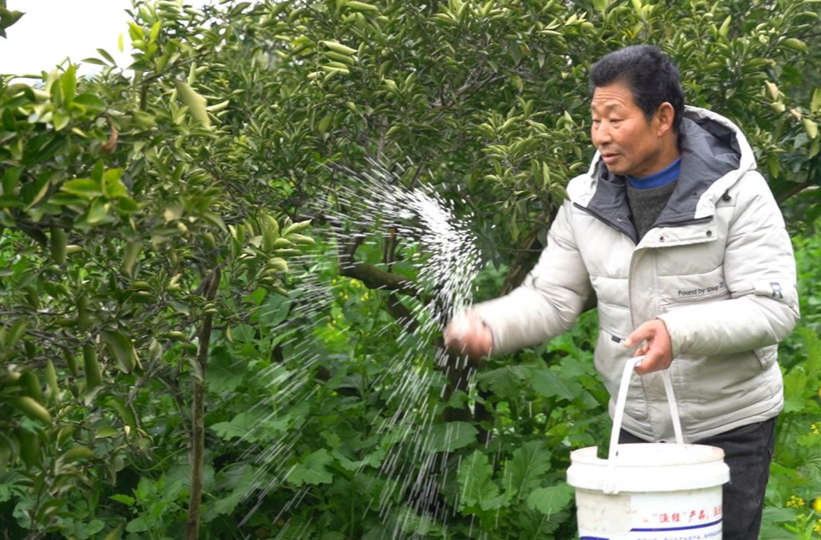岩桥镇：春耕备耕正当时 果农抢抓时机施春肥