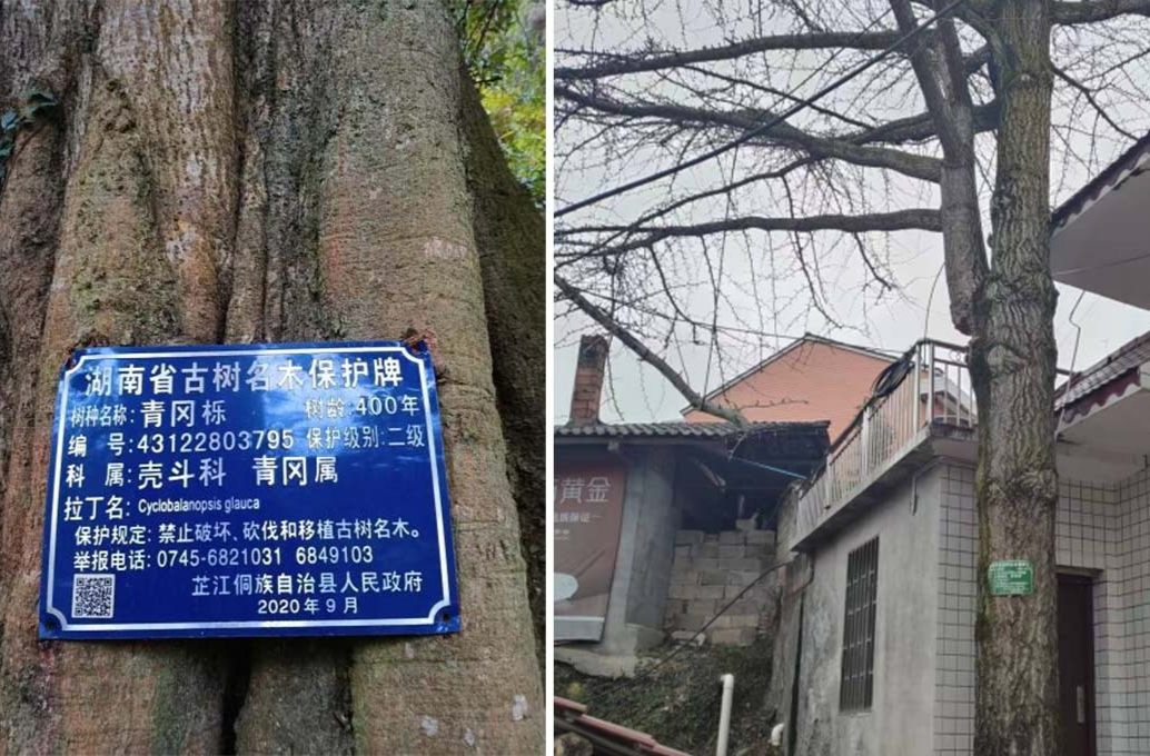 牛牯坪乡：保护古树名木 守护绿色“活化石”